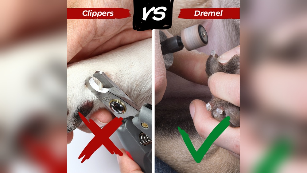 Best Tool to Trim Dog Nails