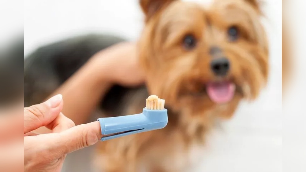 Best Toothbrush for Small Dog