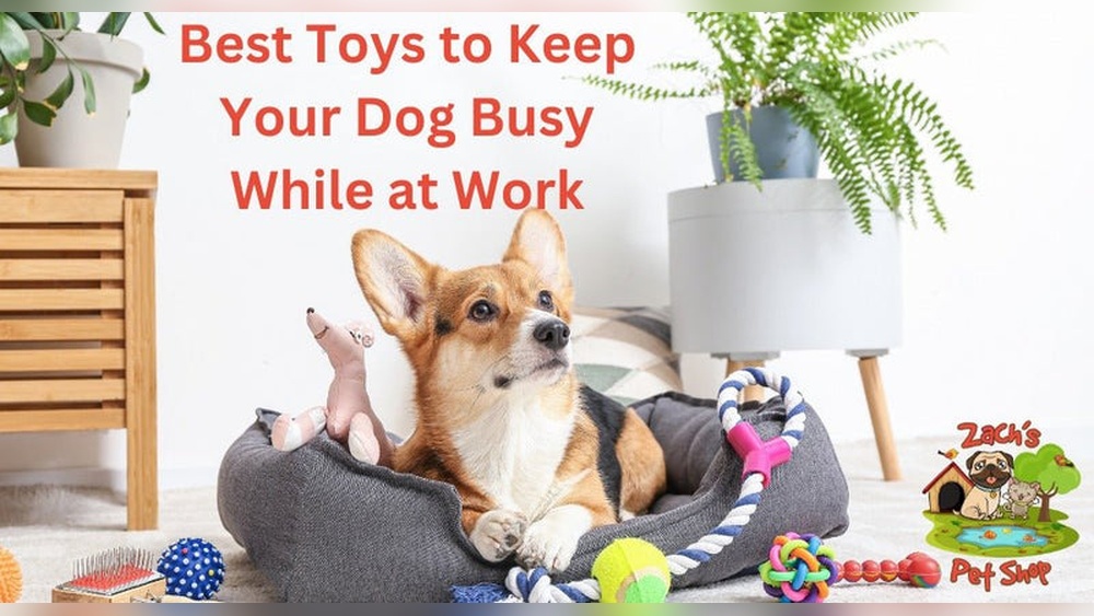 Best Toy to Keep Dog Occupied