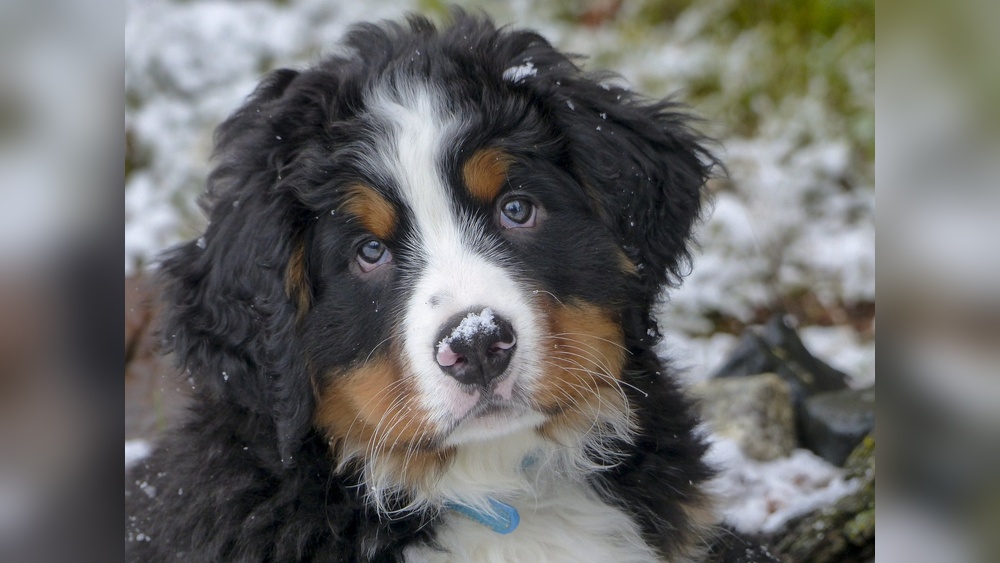 Best Toys for Bernese Mountain Dog