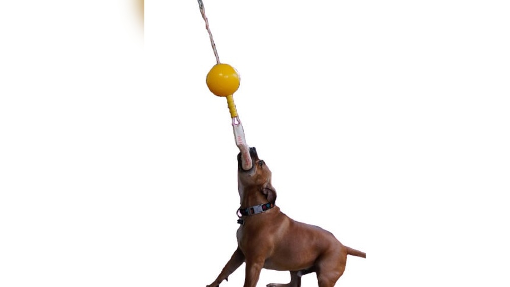 Best Toys for Dogs When Home Alone