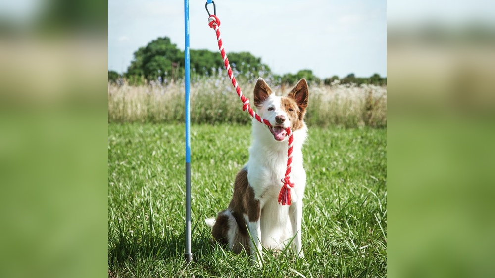 Best Toys for Hyper Dogs