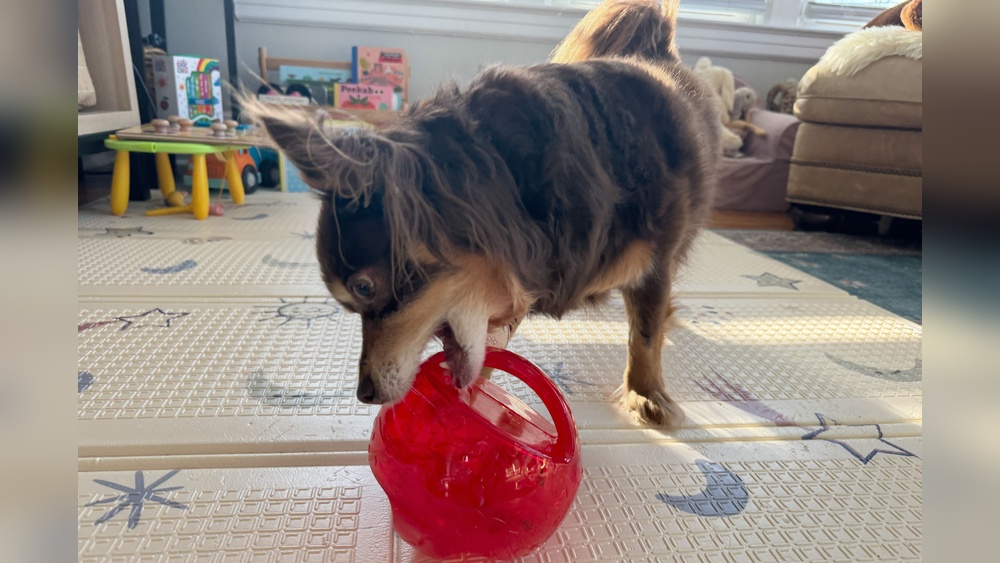 Best Toys for Working Dogs