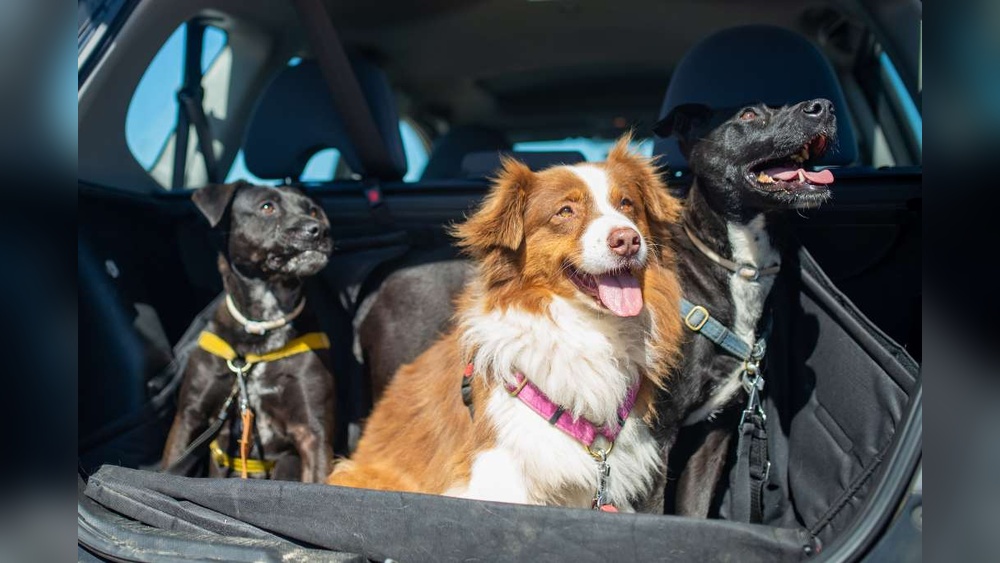 Best Travel Accessories for Dogs