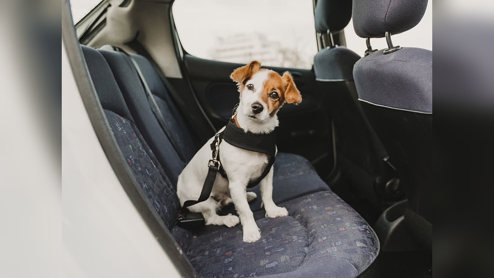 Best Travel Gear for Dogs
