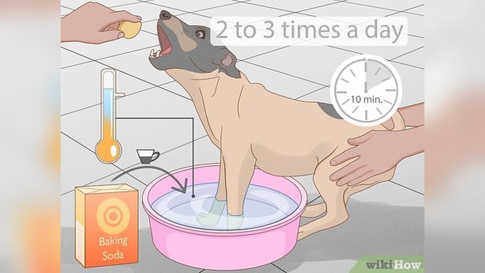 Best Treatment for Dog Licking Paws