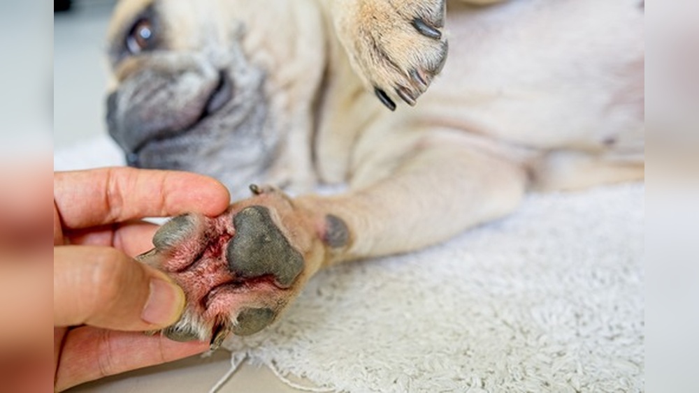 Best Treatment for Dog Paw Yeast Infection