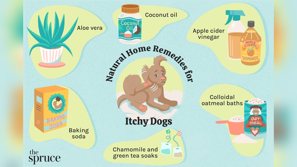 Best Treatment for Itchy Dogs