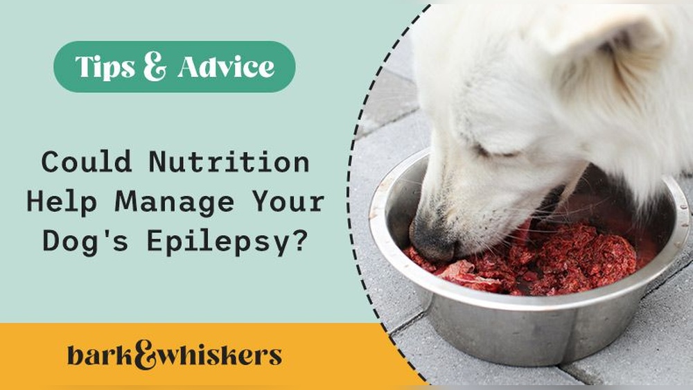Best Treats for Dogs With Seizures