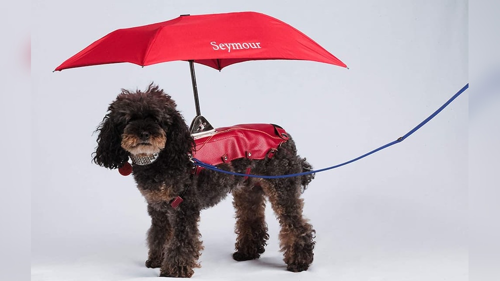 Best Umbrella for Dog Walking