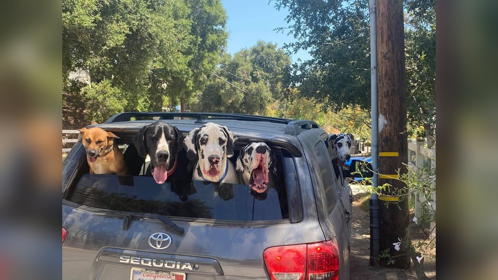Best Vehicle for Big Dogs