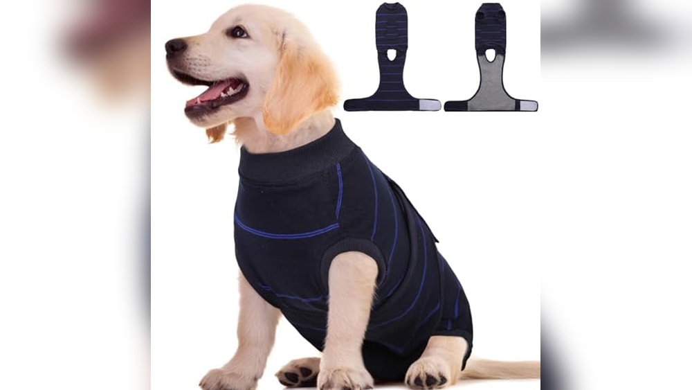 Best Vet to Spay My Dog
