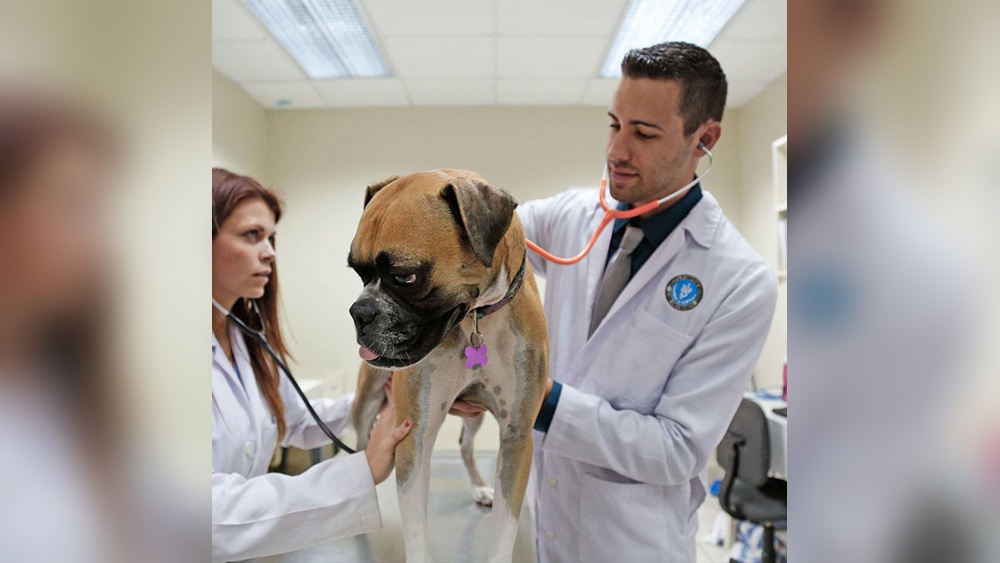 Best Vet to Spay My Dog