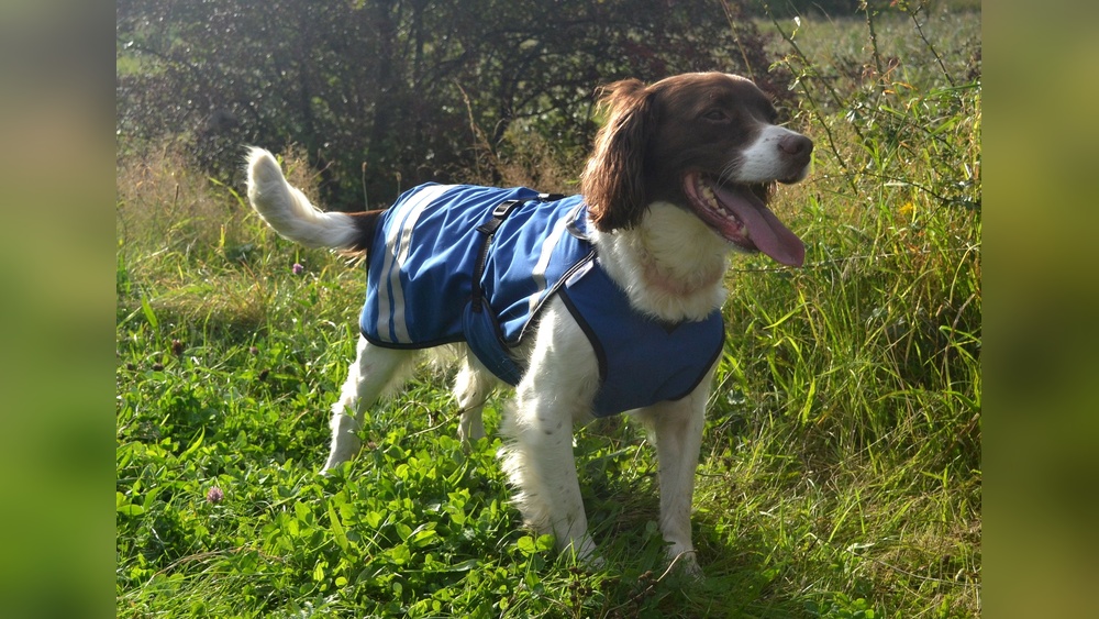 Best Waterproof Coats for Dogs