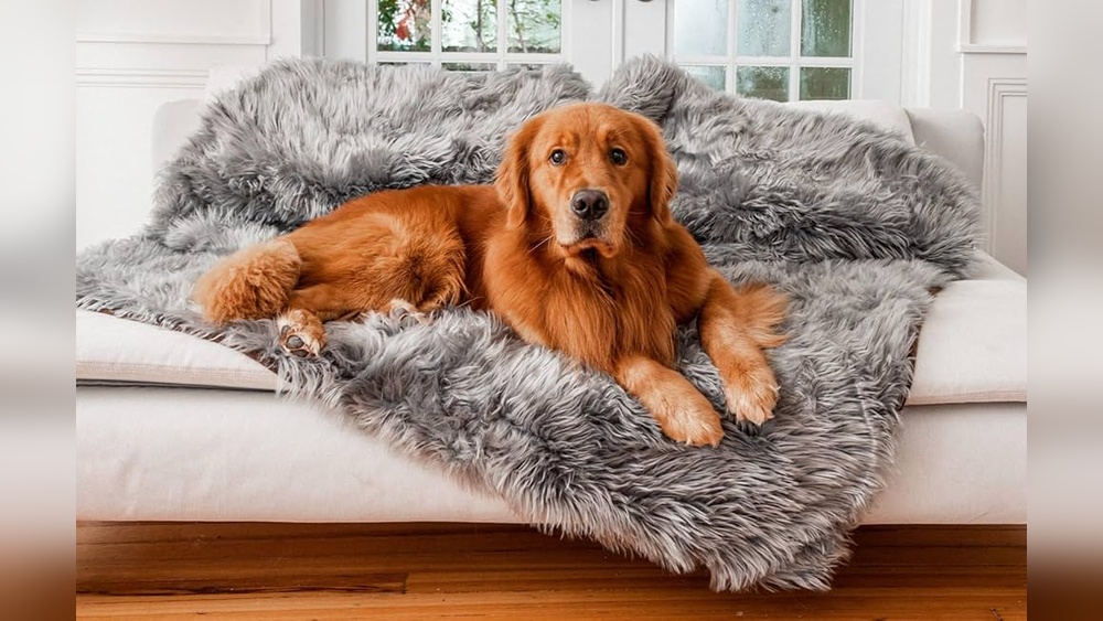 Best Waterproof Dog Blanket for Couch