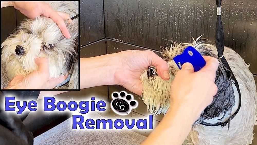 Best Way to Clean Dog Eye Boogers