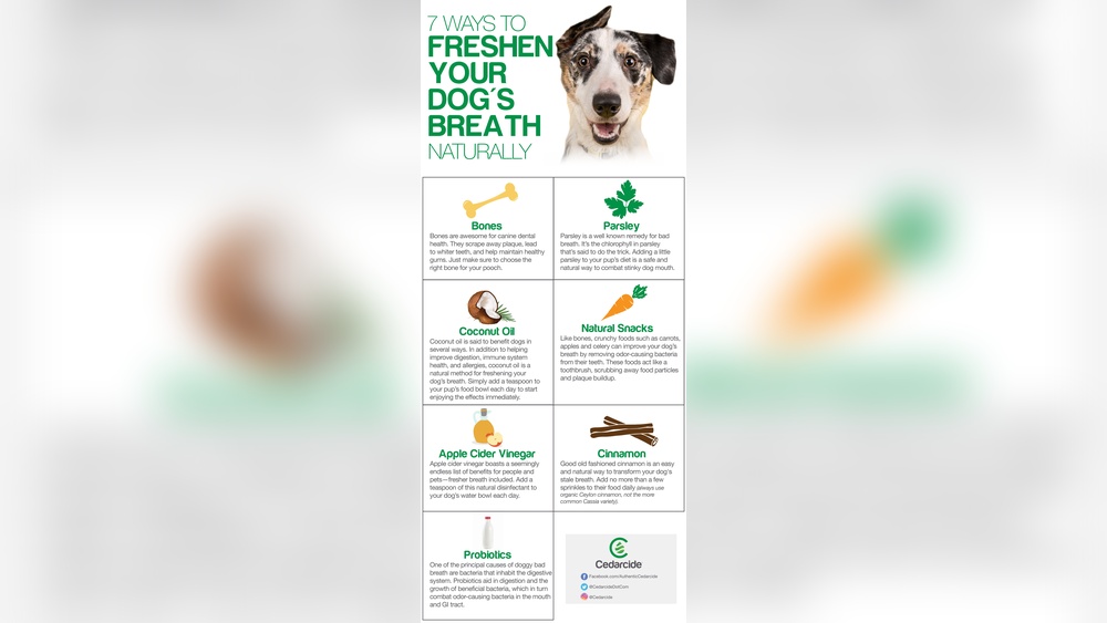 Best Way to Get Rid of Dogs Bad Breath