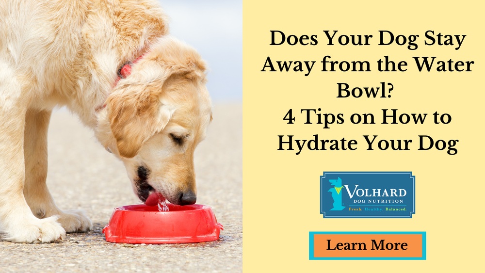 Best Way to Hydrate a Dog