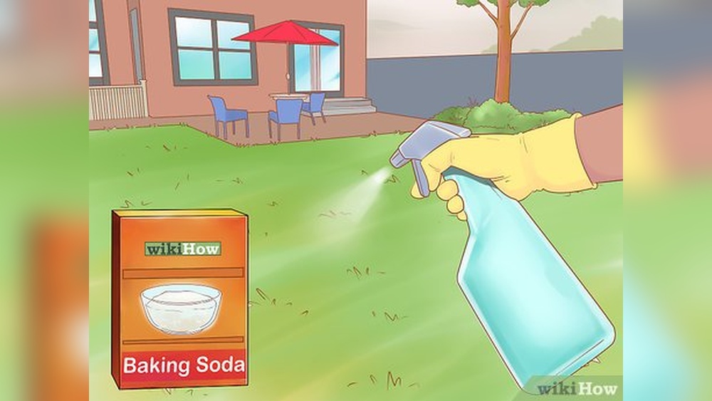 Best Way to Keep Dogs Out of Your Yard