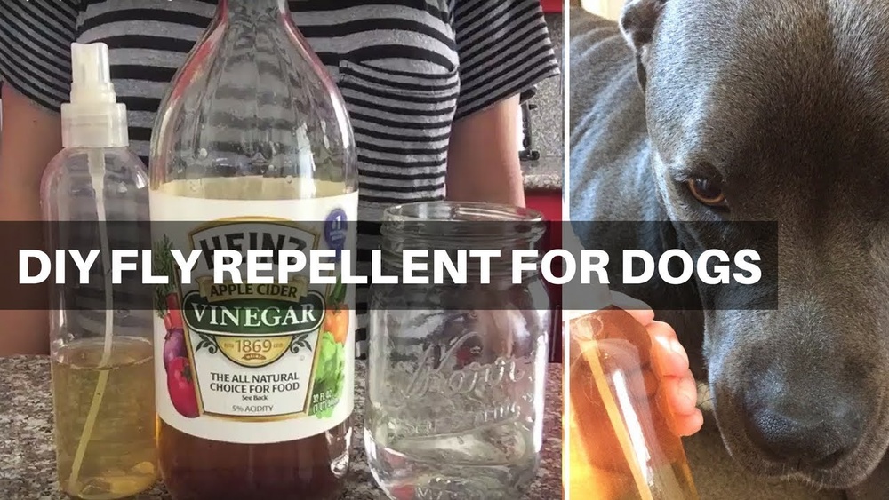Best Way to Keep Flies off Dogs