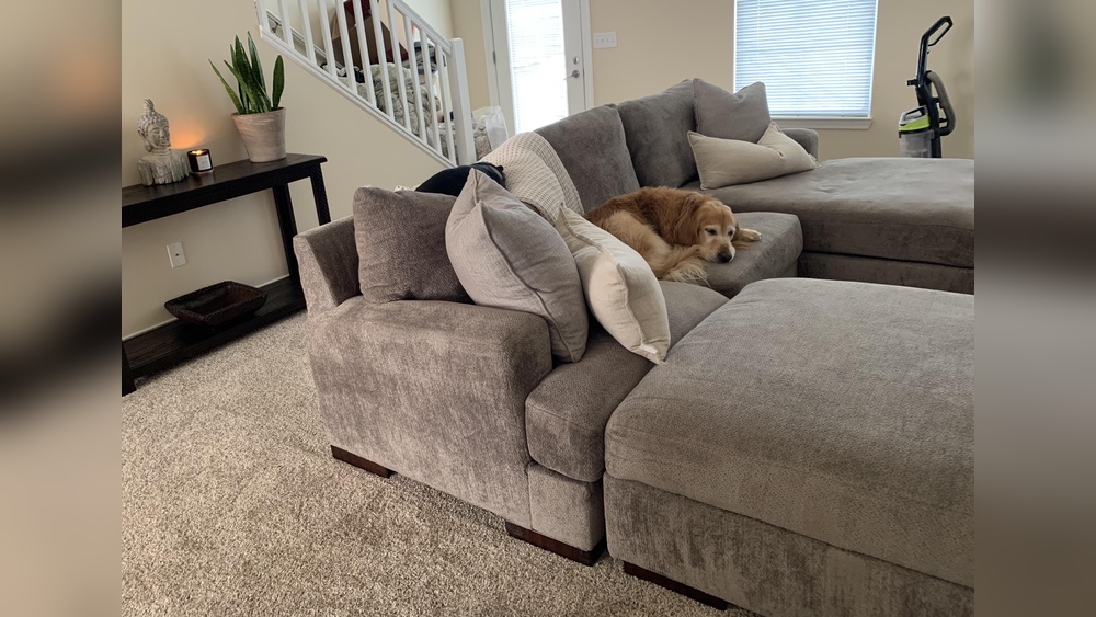 Best Way to Remove Dog Smell from Couch