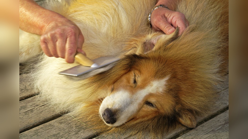 Best Way to Remove Matted Dog Hair