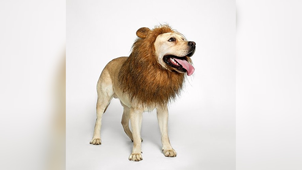 Best Way to Sell Dogs