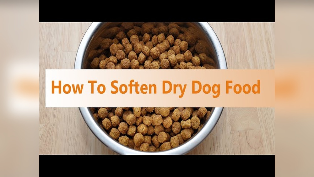 Best Way to Soften Dog Food