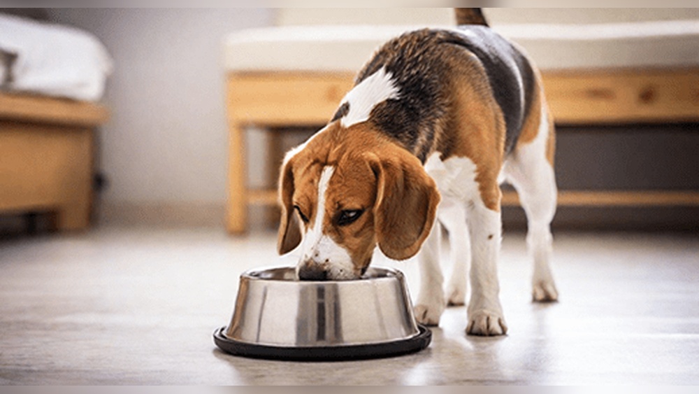 Best Weight Loss Dog Food for Beagles
