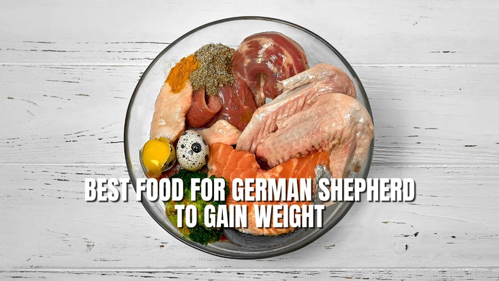 Best Weight Loss Dog Food for German Shepherd
