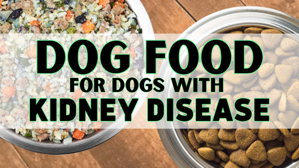 Best Wet Dog Food for Kidney Disease