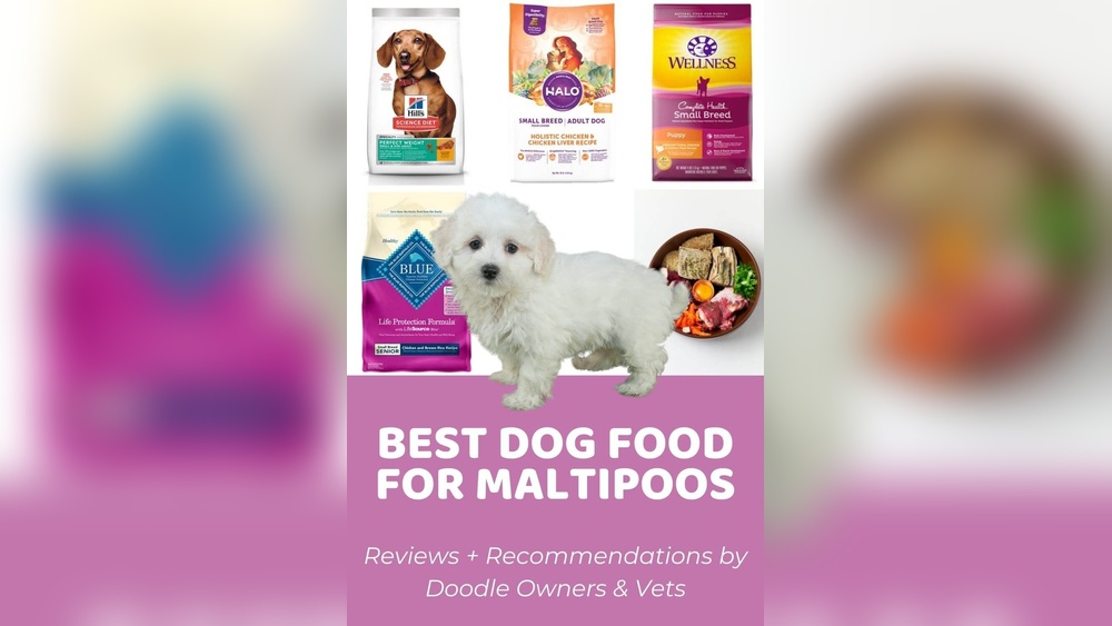 Best Wet Dog Food for Maltipoo