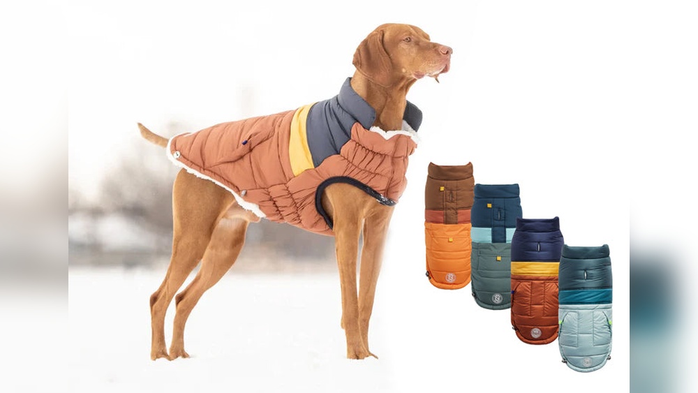Best Winter Clothes for Dogs