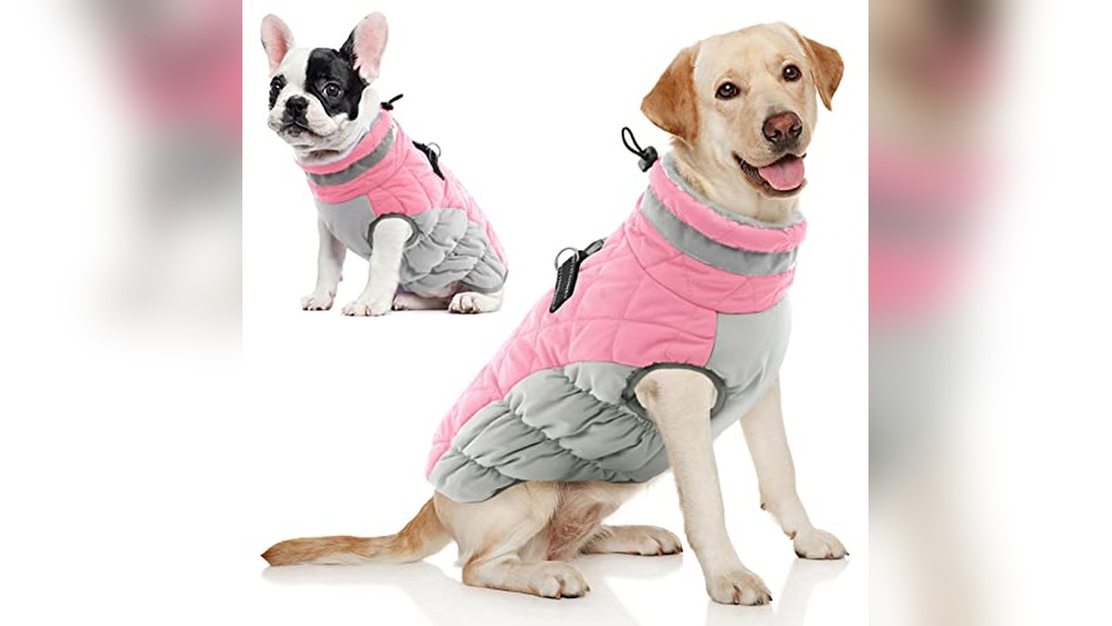 Best Winter Coat for Small Dogs