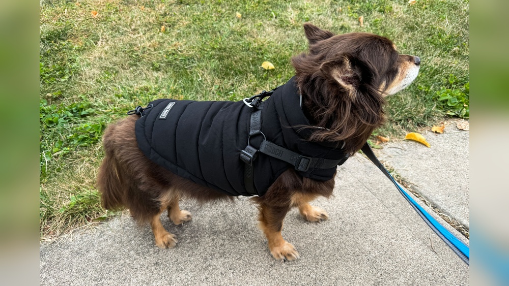 Best Winter Coat for Small Dogs