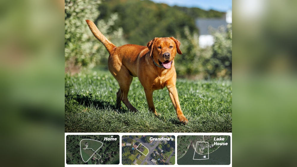 Best Wireless Dog Fence for Camping