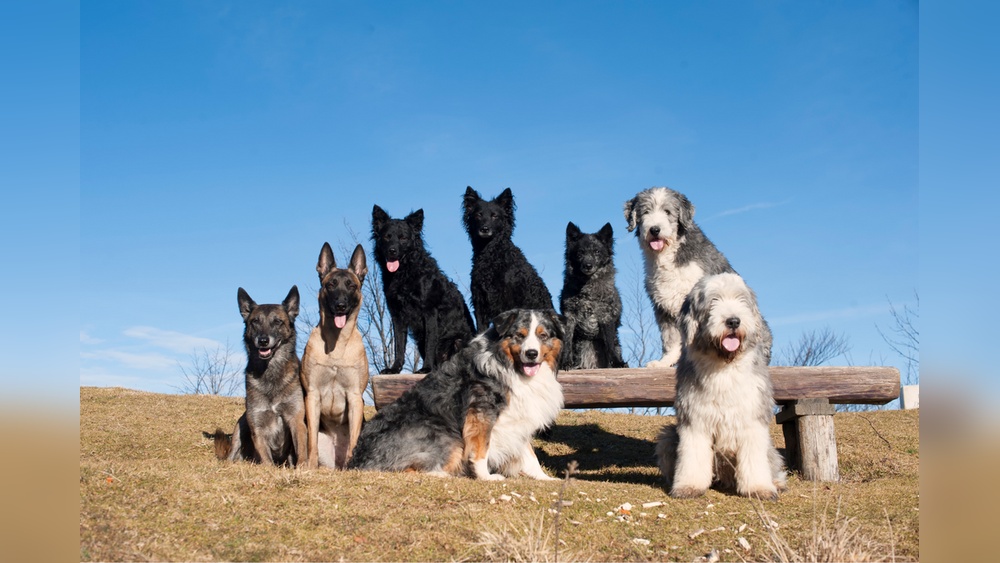 Best Working Dog for Families