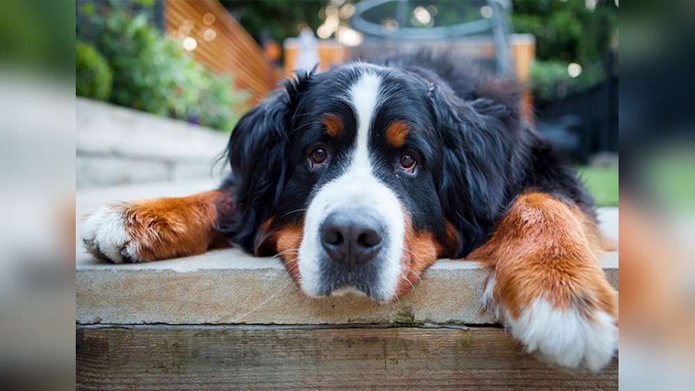 Best Working Dogs for Families
