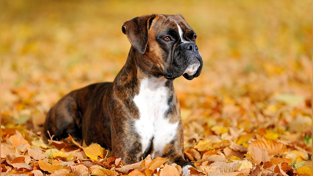 Boxer Puppy Tips