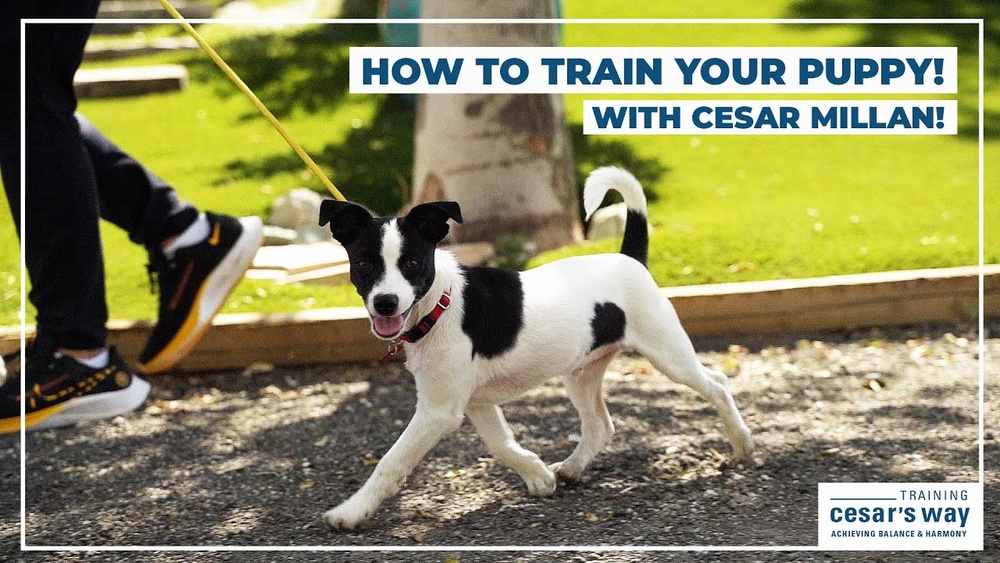 Caesar Millan Puppy Training Tips