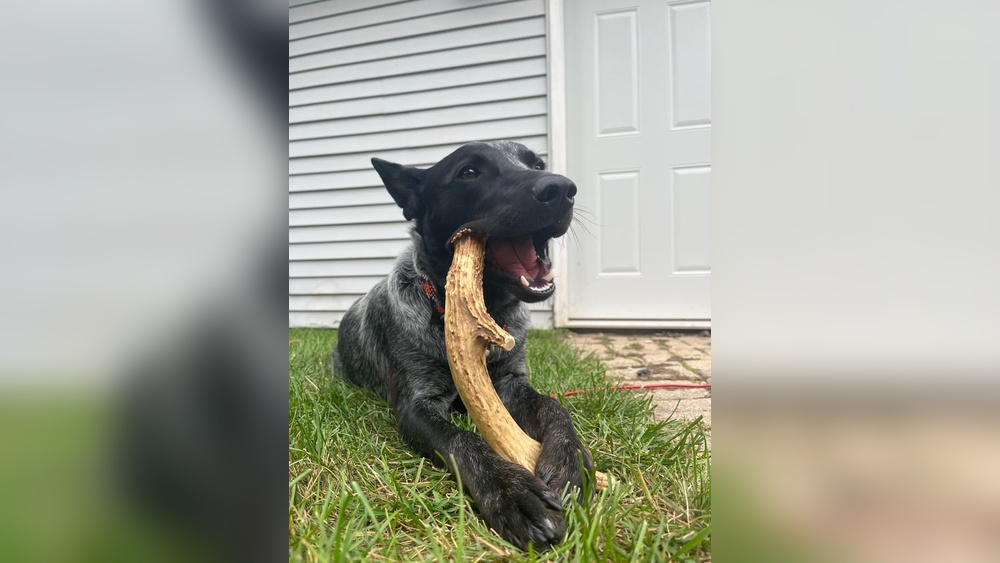 Can 1 Year Old Dog Eat Adult Food
