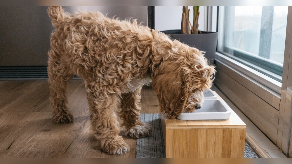 Can a 7 Month Old Puppy Eat Adult Dog Food
