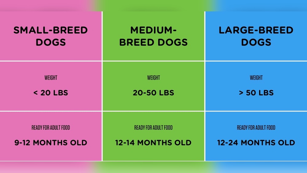 Can I Give My 9 Month Old Dog Adult Food