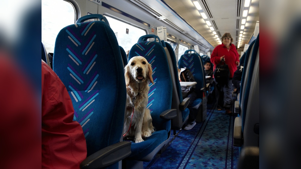 Can You Bring Dog on Train