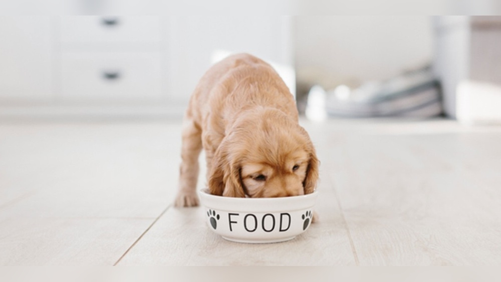 Can You Feed Adult Dogs Puppy Food