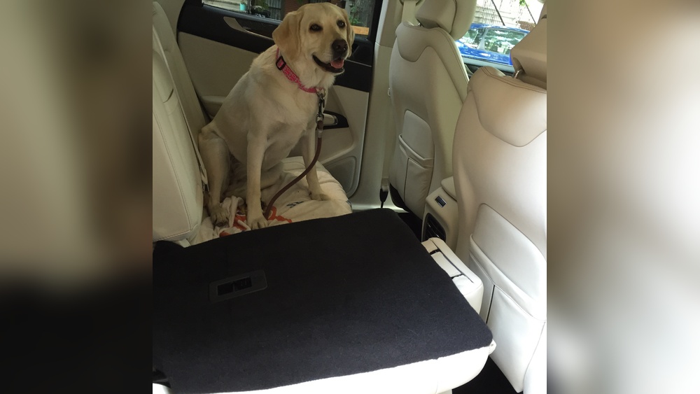 Can You Have Dogs in Rental Cars