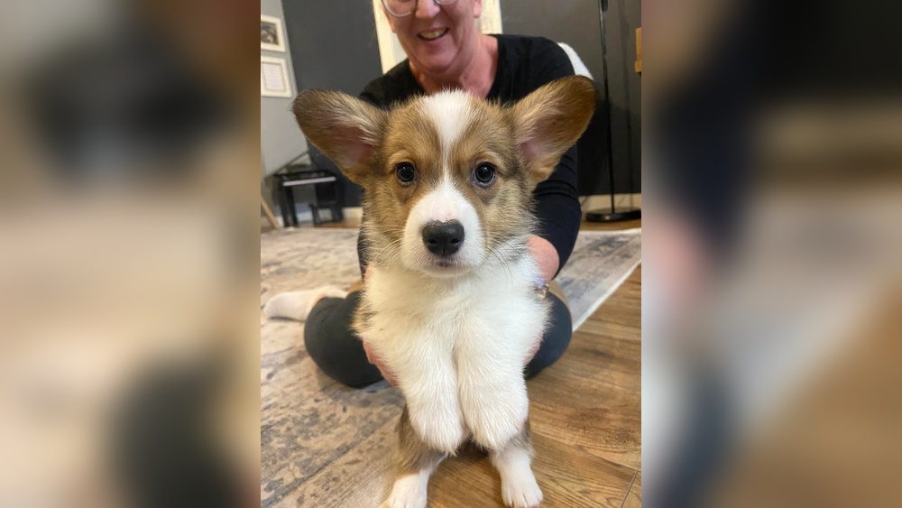 Corgi Puppy Training Tips