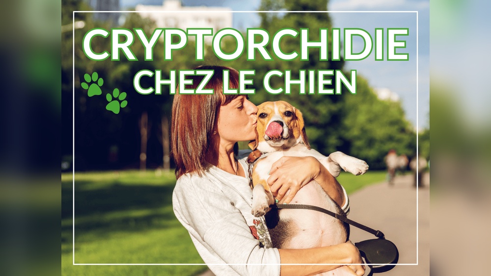 Cryptorchid Dog Behavior