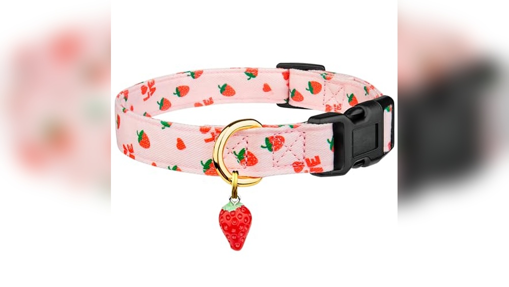 Cute Female Dog Accessories