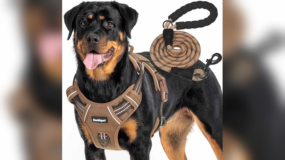 Cute Male Dog Accessories
